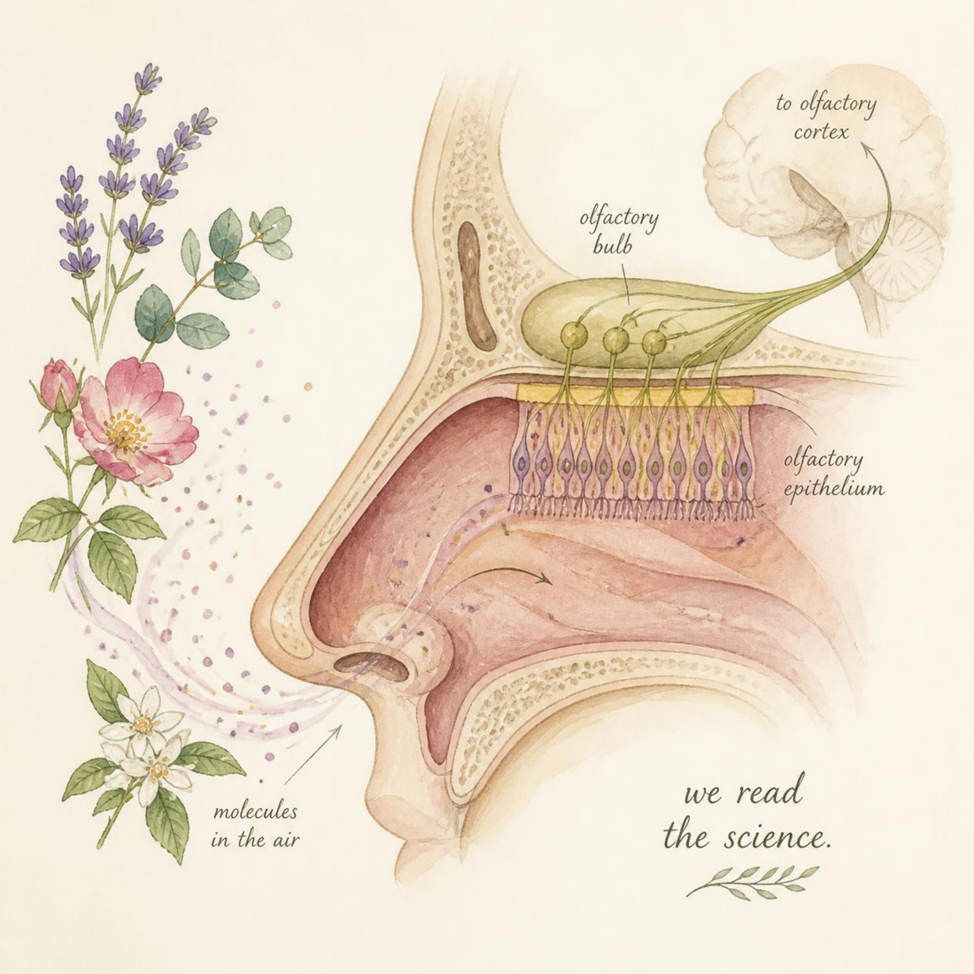 Research Notes: Why Smell Moves Faster Than Every Other Sense*